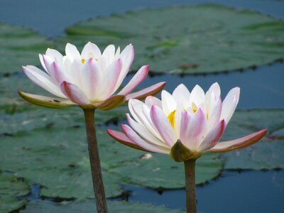 Water lilies white