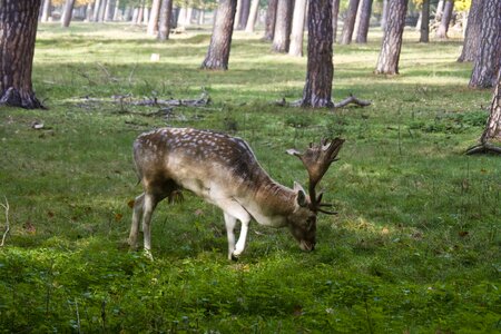 Antler scoop graze photo