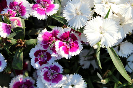 Flowers In A Garden