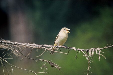 Bird Coereba flaveola Piranga ludoviciana photo