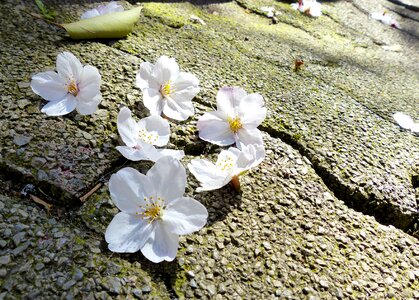 Nature flower tree photo