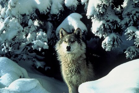 Wildlife mammal predator