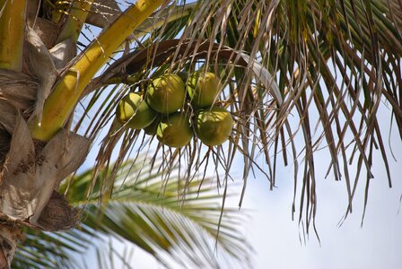 Tree plant nature