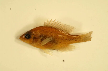 Lepomis humilis-1