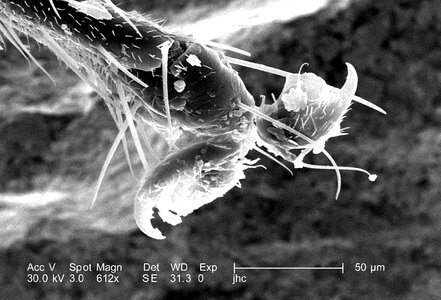 Hook organism whereas