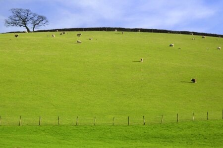 Grass sky pasture