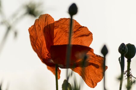 Beautiful beautiful flowers biology