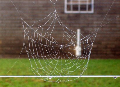 Nature spider cobweb photo