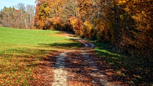 Golden autumn leaves mood photo