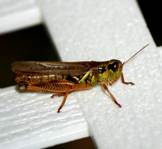 Antenna cricket pest photo