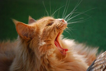 Cat animal yawn photo