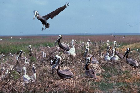 Brown pelican 