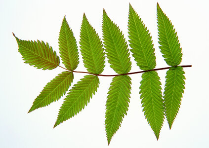 Close up of green leaf on white background photo