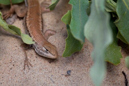 Animal Artemisia tridentata lizard
