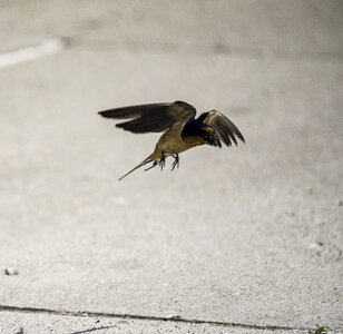 Barn swallow taking off photo