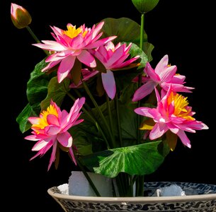Lotus flower water flower pink