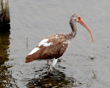 White Ibis -1 photo