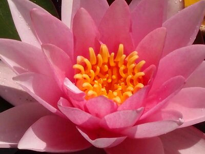 Aquatic beautiful beautiful flowers