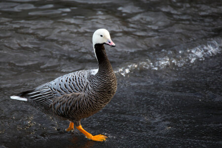 Emperor Goose-1 photo