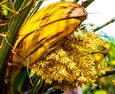 Palm blossom palm thorn blossom palm green