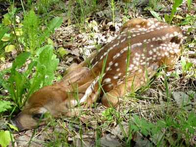 Wildlife forest nature photo