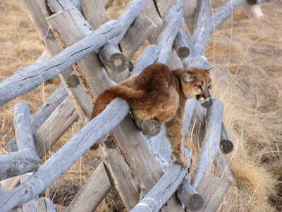 Juvenille Mountain lion on a fence