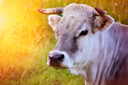 Livestock beef grauvieh