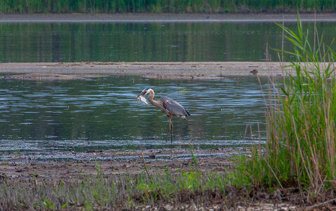 Great Blue Heron with fish at Prime Hook NWR wetland