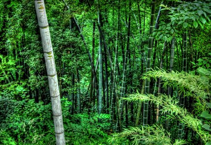Environment flora landscape
