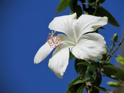 Dharwad india floral