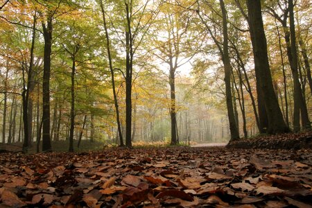 Fall fog forest photo