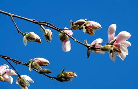 Beautiful Flowers blooming blossom