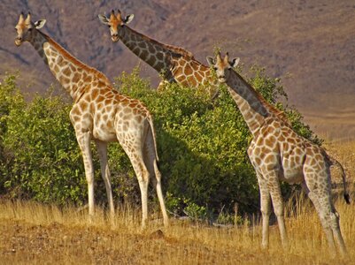 Etosha wild animal photo