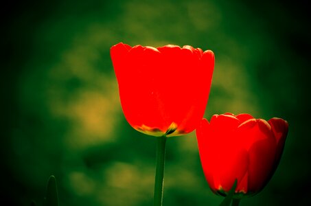 Flowers bed nature