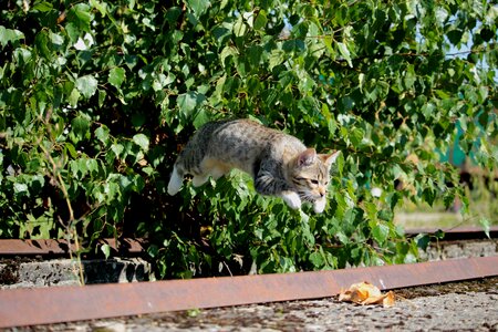 Jump play domestic cat