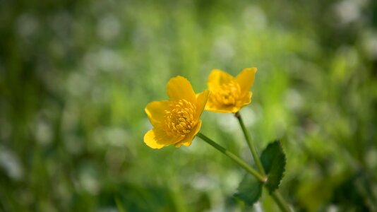 Toxic meadow nature photo