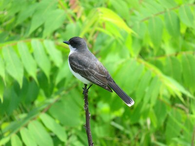 Animal beak avian