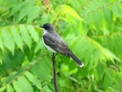 Animal beak avian photo