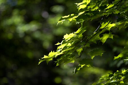 Branch dark green daylight photo