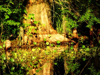Cypress tree water photo