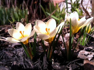 Crocus botany white
