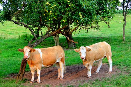 Agriculture dairy cows landscape photo