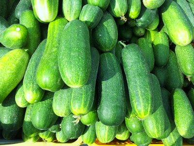 Fresh green garden
