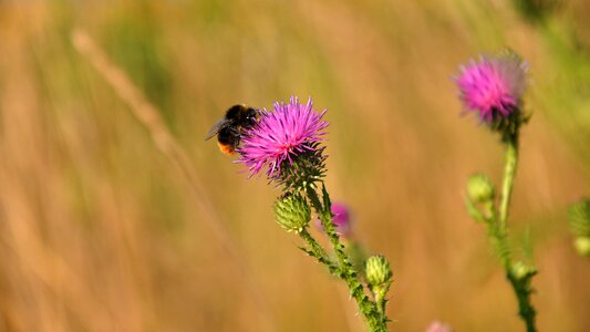 Wildflower purple nature