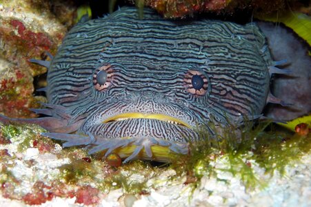 Toadfish photo