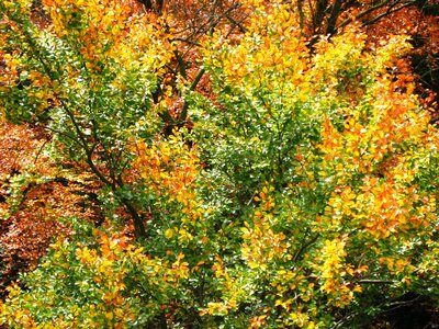 Fall foliage forest autumn forest
