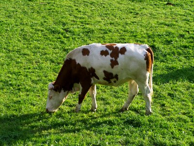 White-brown cattle animal milk production