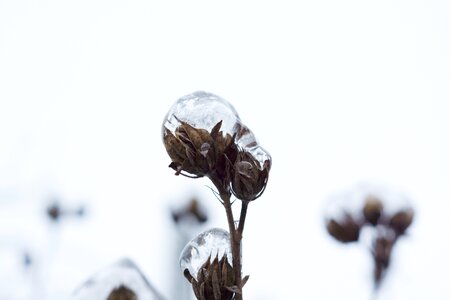 Snow white ice photo