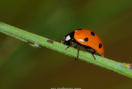 Animal arthropod beautiful image
