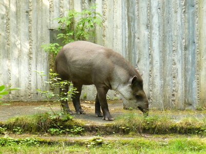 Brazilian tapir Lowland tapir Tapirus terrestris photo